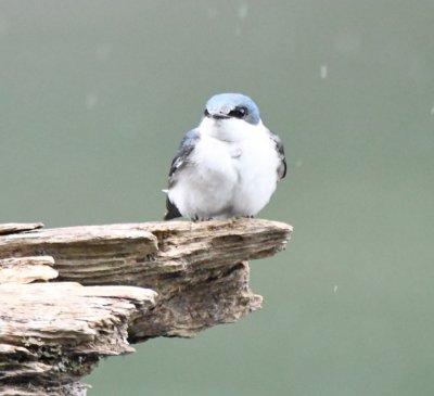 Mangrove Swallow
on a snag in the Sarapiqu River, CR