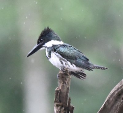 Female Amazon Kingfisher
on a snag in the Sarapiqu River