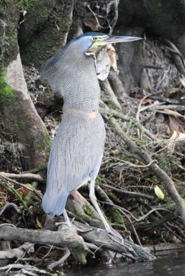 Bare-throated Tiger-Heron
on the bank of the Sarapiqu River