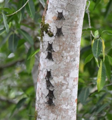 Proboscis or Sharp-nosed Bats
roosting together on a tree trunk along the Sarapiqu River