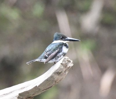 Female Green Kingfisher
on a snag in the Sarapiqu River
At 5 inches, half the size of the Amazon 