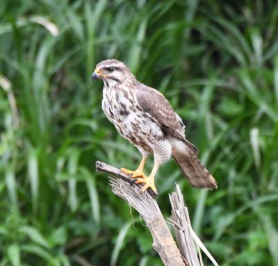 Immature Roadside Hawk
on a snag on a sandbar in the Sarapiqu River