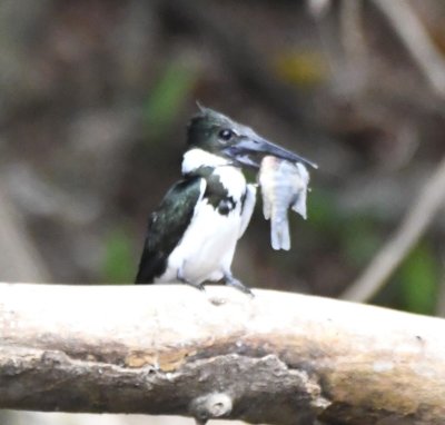 Female Amazon Kingfisher with big prize 