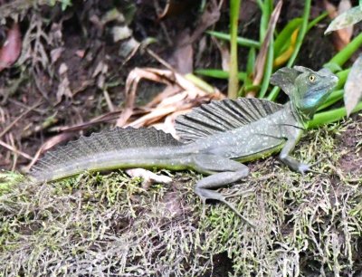 Male Green Basilisk lizard
