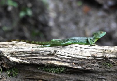 Female Green Basilisk