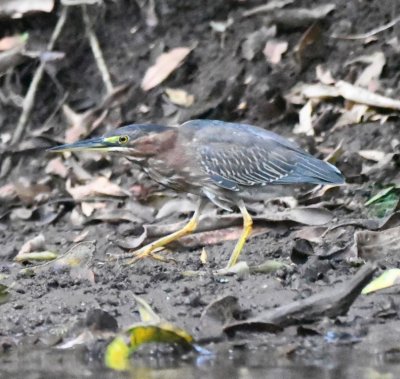 Green Heron
patrolling the shore near the dock when we returned from our river ride