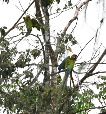 Two Great Green Macaws
Enrique suggested we return to the area near Puerto Viejo to look for them.