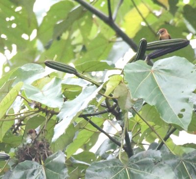 Pair of Cinnamon Becards at their nest outside the dining room at Selva Verde Lodge