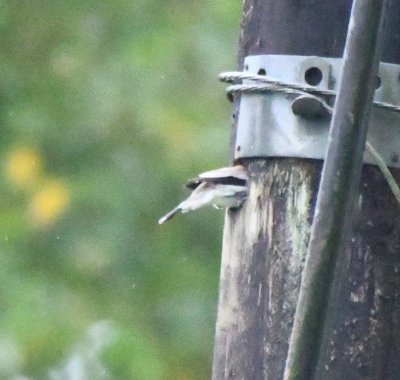 Masked Tityra
going into a nest hole in a power pole