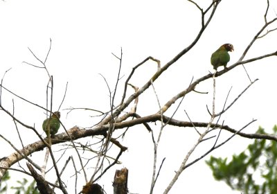 Brown-headed Parrots
flew into a tree across the highway
