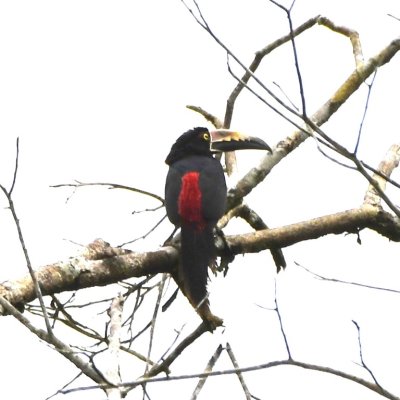 Collared Aracari
flew into the same tree
and chased away the parrots