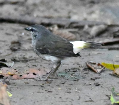 One of three Buff-rumped Warblers
along a trail on the way back to the dining room