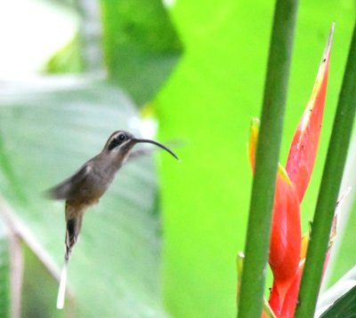 Stripe-throated Hermit hummingbird
in the garden outside our room