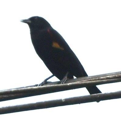 Red-winged Blackbird
spotted by Erick as we drove toward La Fortuna