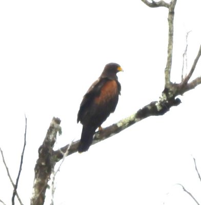 Harris's Hawk
along the highway to La Fortuna, CR