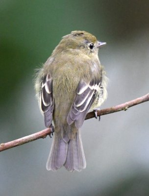 Yellow-bellied Flycatcher
just outside the entrance to EcoCentro Danaus
Heredia Province, Costa Rica