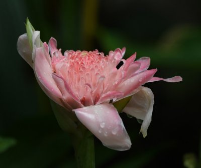 Pink Ginger flower
