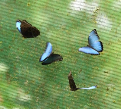 Blue Morpho butterflies