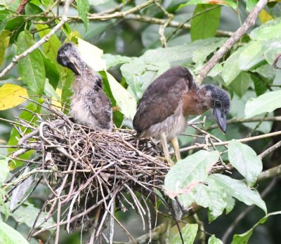 Two immature Boat-billed Herons on their nest