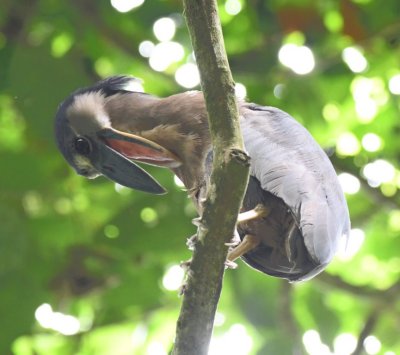 Boat-billed Heron making its presence known