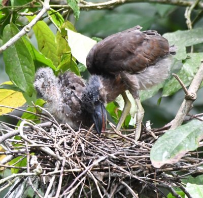 Chicks on the nest