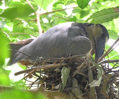 Adult Boat-billed Heron settling onto a nest