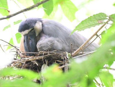 Boat-billed Heron on its nest