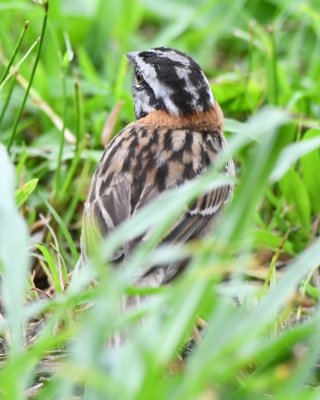 Rufous-collared Sparrow
in the grass next to our open-air dining area
at The Best Grill in La Fortuna, CR