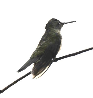 Is this the Scaly-breasted Hummingbird?