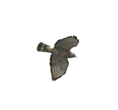 Broad-winged Hawk?