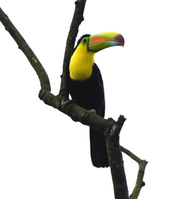 Keel-billed Toucan
We took what seemed to be a back road into Arenal Observatory Lodge
with fields, trees, cattle and horses on either side of the road.
