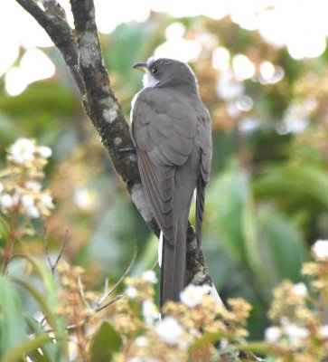 Yellow-billed Cuckoo