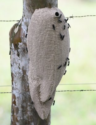 Wasp nest on a fence post