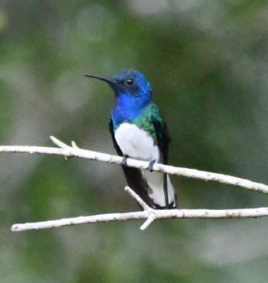Male White-necked Jacobin
outside our room at Arenal Observatory Lodge