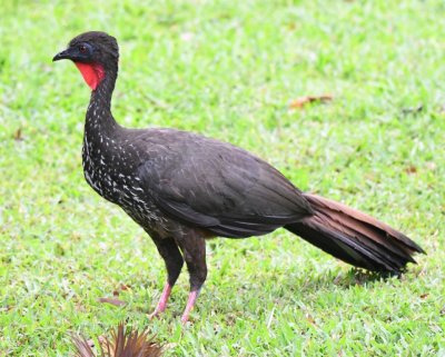 Crested Guan
on the lawn at Arenal Observatory Lodge
