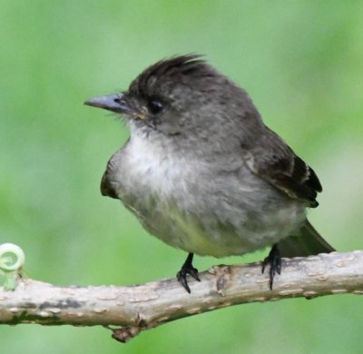 Western Wood-Pewee
only the base of the mandible is orange