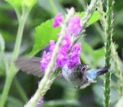 Which hummingbird?