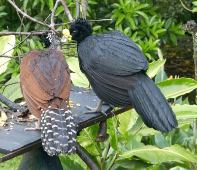 Female and Male Great Curassow sharing a morsel
at the feeder below the deck at the Lodge