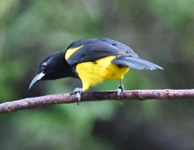 Black-cowled Oriole