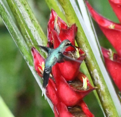 Female Green Hermit hummingbird at heliconia