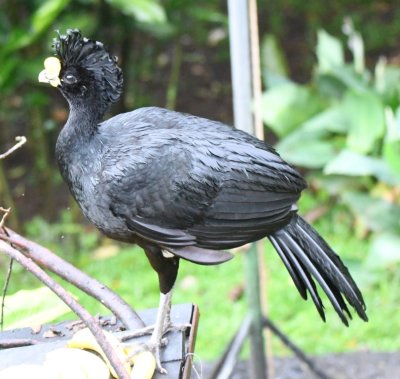 Male Great Currasow
