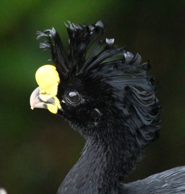 Male Great Currasow