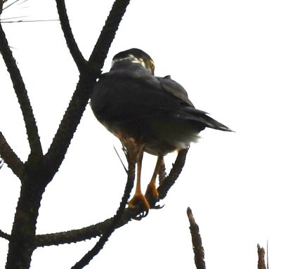 Bicolored Hawk