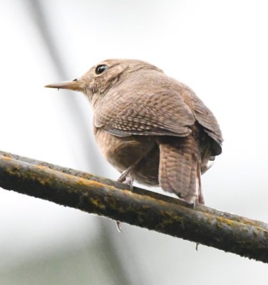 House Wren