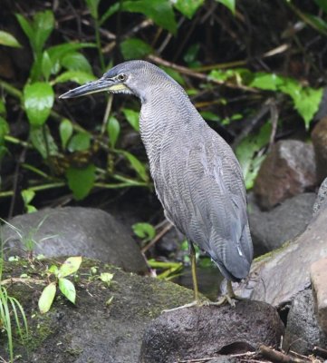 Fasciated Tiger-Heron
along the creek outside Arenal Observatory Lodge