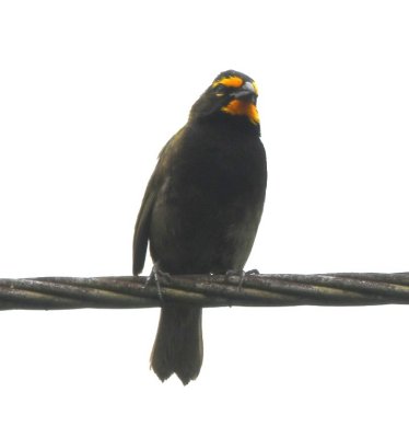 Yellow-faced Grassquit
along the road to Hanging Bridges Park