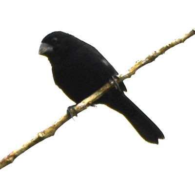 Male Thick-billed Seed-Finch