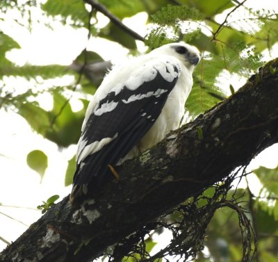 White Hawk
in a tree along the road to Hanging Gardens park