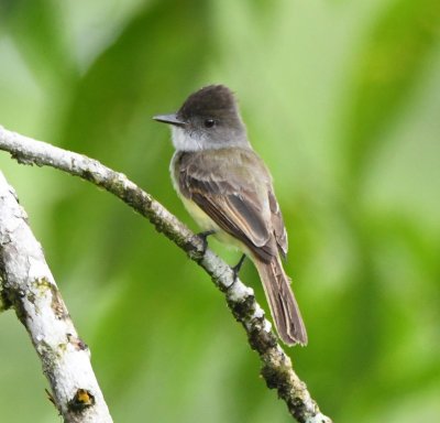 Dusky-capped Flycatcher
near the entrance of Arenal Hanging Gardens Park, CR
