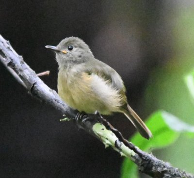 Ochre-bellied Flycatcher